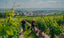 Weingut Lamberth Weinreben