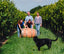 Hund Weinberge Weingut Lamberth